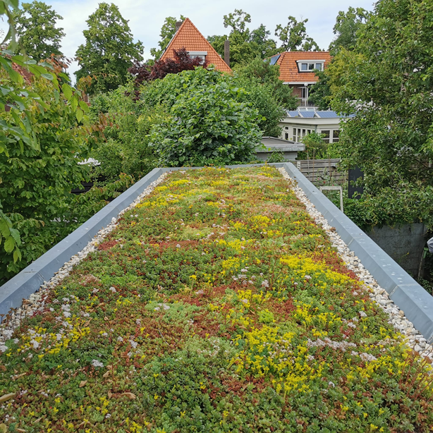 Groen dak website 1