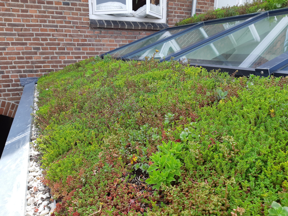 Groene daken actie 5