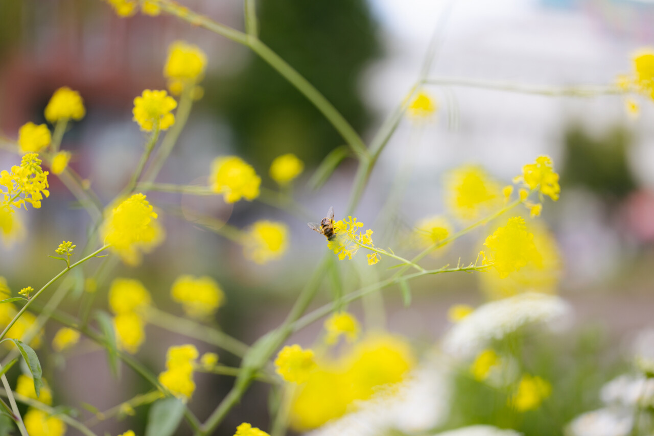 Rosameininger bredastadineenpark 2024 88