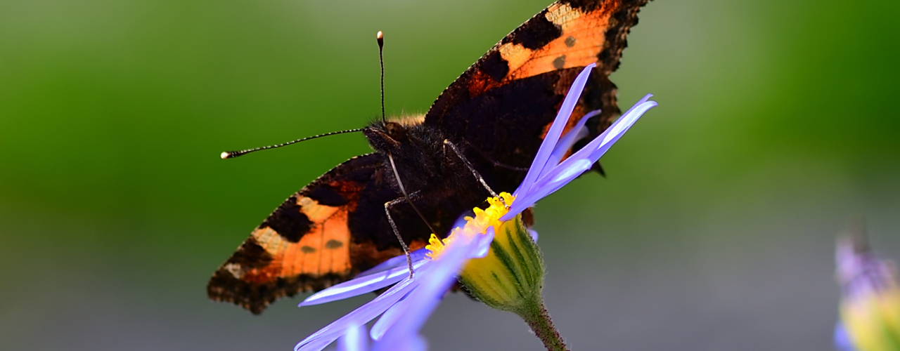 Website banner BNPC (19)